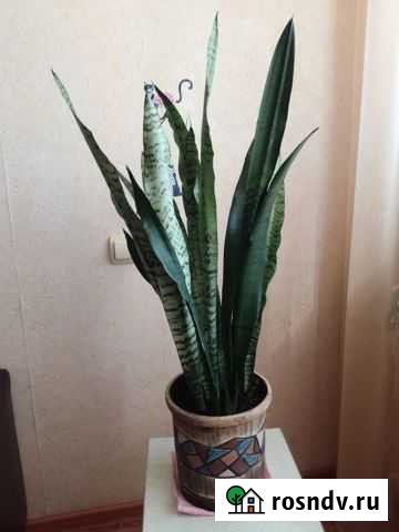 Тещин язык, щучий хвост, сансевиерия Уфа - изображение 1