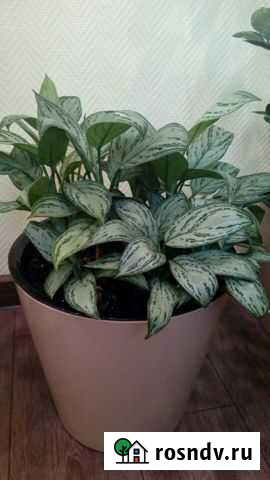 Вечнозеленое растение аглаонема Нижний Новгород - изображение 1