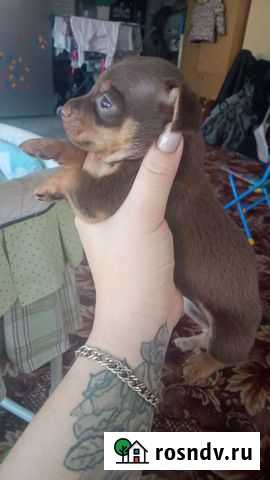 Мини той-терьер Динская - изображение 1