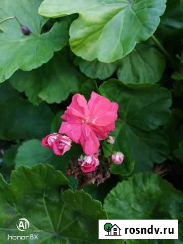 Пеларгония герань Сердобск - изображение 1