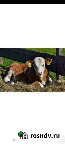 Телочка Юмагузино - изображение 1