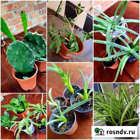 Комнатные цветы Павловская - изображение 1