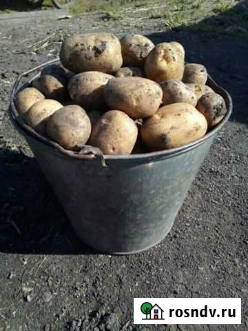 Продам картофель с доставкой Алейск - изображение 1