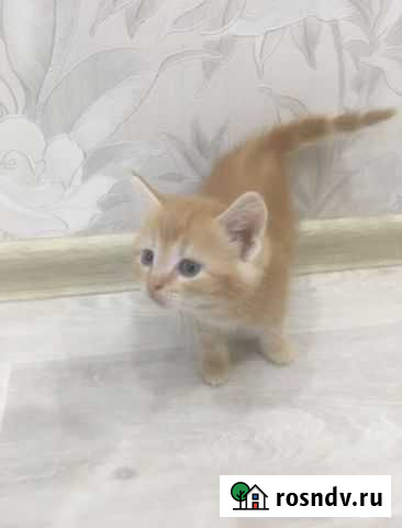 Котята Козловка - изображение 1