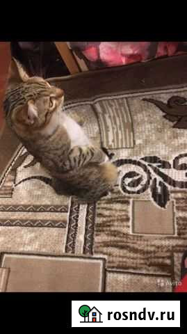 Кошка Клинцы - изображение 1