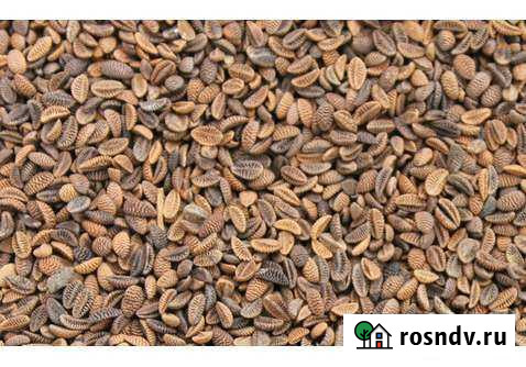 Семена фацелии Киров - изображение 1