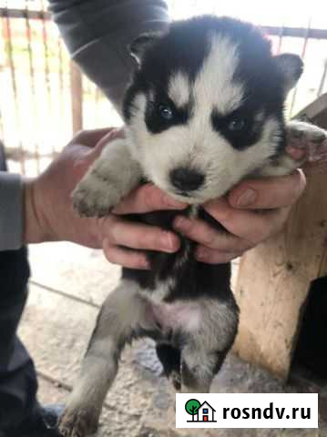 Сибирский хаски Кущевская - изображение 1