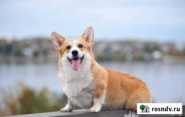 Вельш корги пемброк, кобель, вязка Кострома - изображение 1