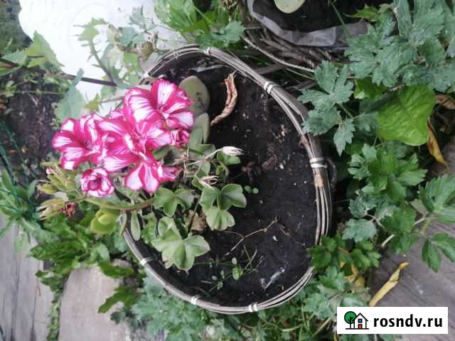 Герань королевская Горно-Алтайск - изображение 1