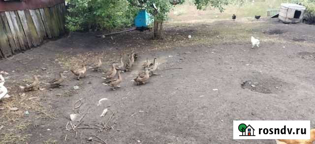 Подсадные утки Елань - изображение 1