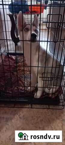 Собака Астрахань - изображение 1