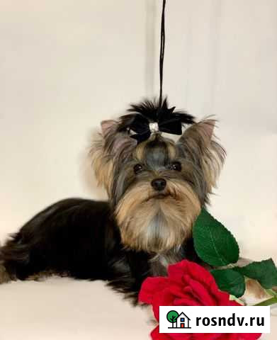 Мини мальчик йорка Санкт-Петербург - изображение 1