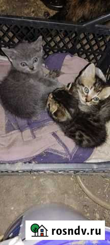 Кошка Белогорск - изображение 1