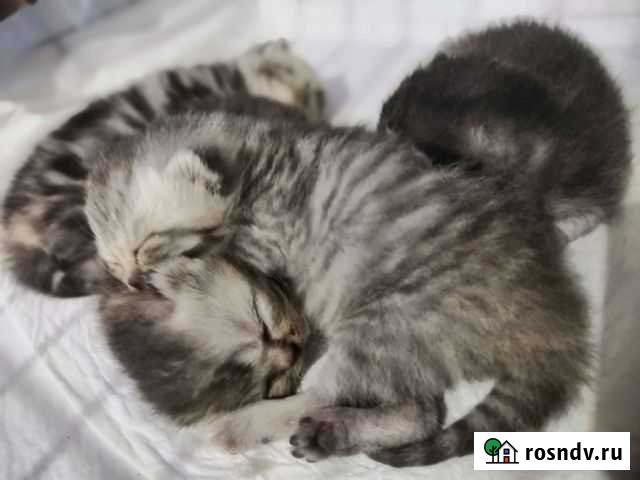 Малыши - карандаши Кострома - изображение 1