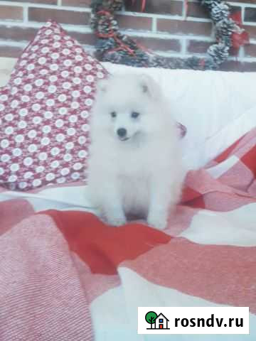 Ветеринарные услуги Майкоп Майкоп - изображение 1