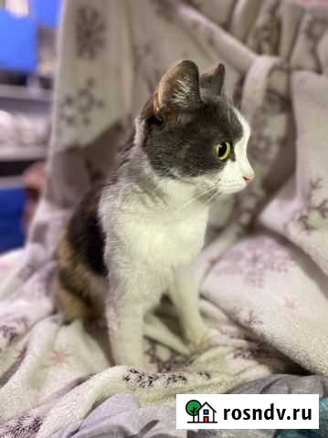 Кошечка ищет дом Ижевск - изображение 1