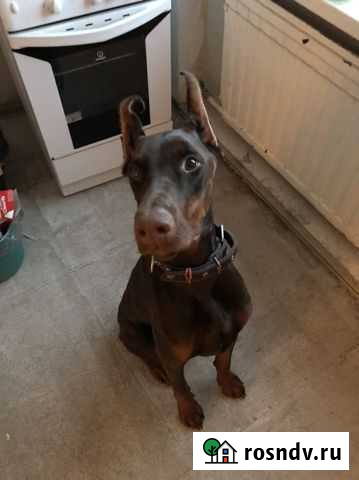 Доберман Санкт-Петербург - изображение 1