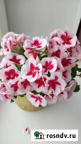 Пеларгония Americana Splash White Тамбов - изображение 1