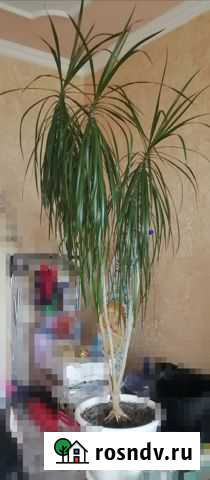 Пальма драцена Излучинск - изображение 1