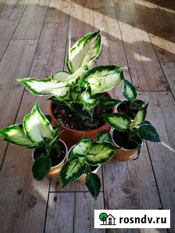 Диффенбахия cool beauty, традесканции разные Санкт-Петербург - изображение 1