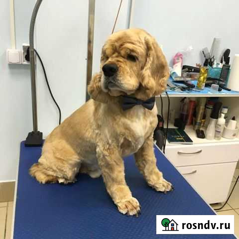 Вязка (ам. кокер спаниель). Есть алиментный щенок Иваново - изображение 1