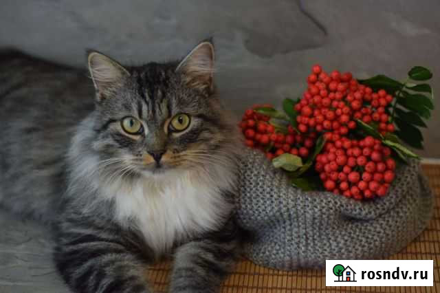 Рябина из полимерной глины Санкт-Петербург - изображение 1