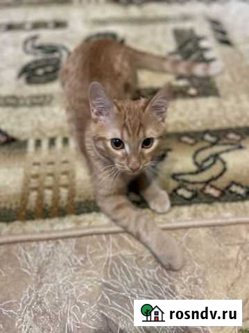 Кошки Стерлитамак - изображение 1