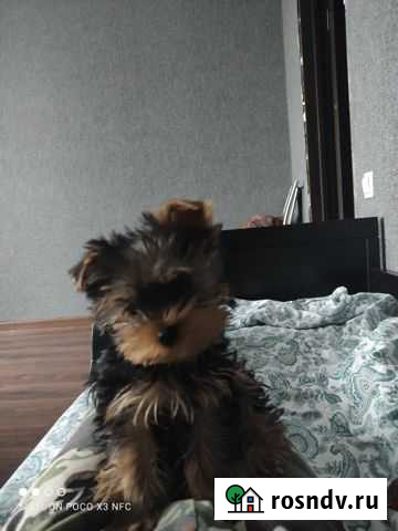 Йоркширский терьер Апшеронск - изображение 1