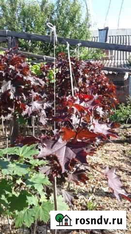 Клен Голден Кримсон (Crimson Gold) Казанская - изображение 1