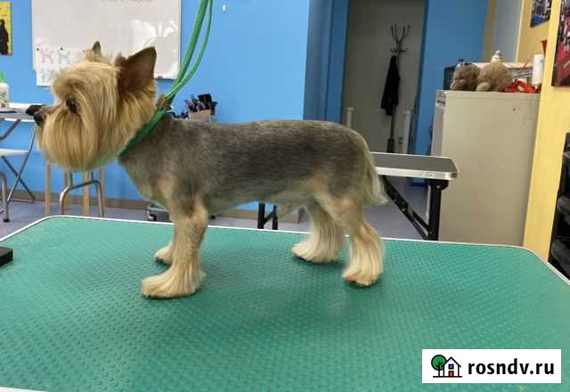 Груминг Тюмень - изображение 1