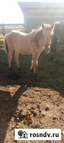 Лошади жеребята Белорецк - изображение 1