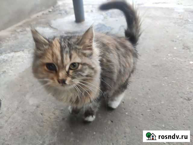 Кошка бесплатно Славянск-на-Кубани - изображение 1