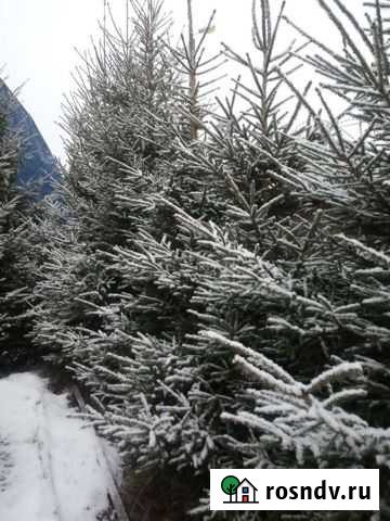 Ёлка Московский - изображение 1