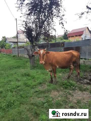 Корова с телёнком Сочи - изображение 1