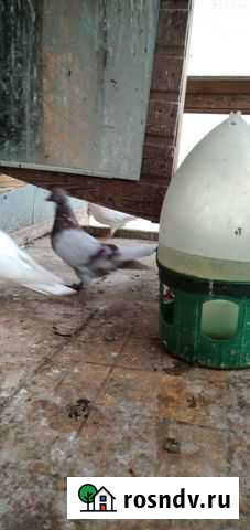 Продаются голуби (Типплеры) Королев - изображение 1