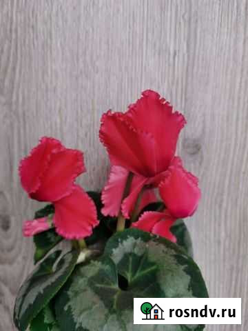 Семена цикламенов Камышин - изображение 1