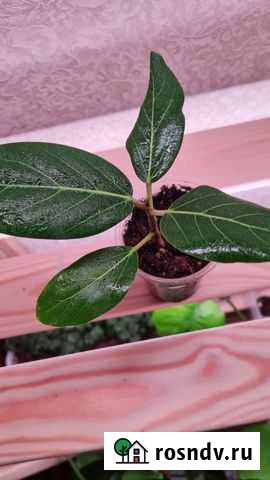 Фикус бенгальский Каспийск - изображение 1