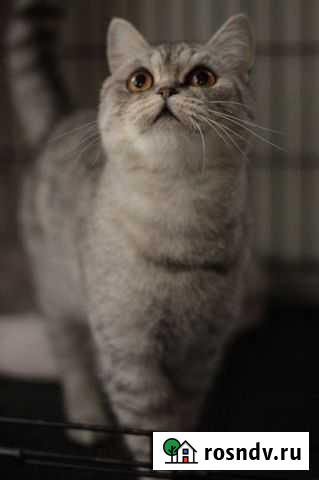 Кошечка Валисия ищет дом Серпухов - изображение 1