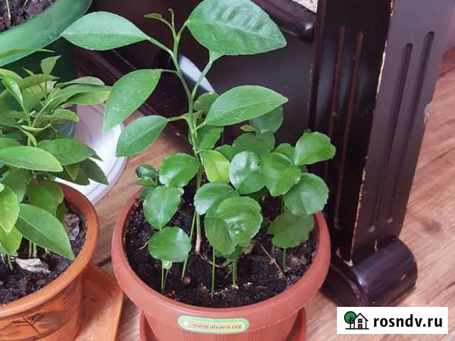 Лимон Салават - изображение 1