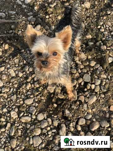 Кобель ищет сучку Киров - изображение 1