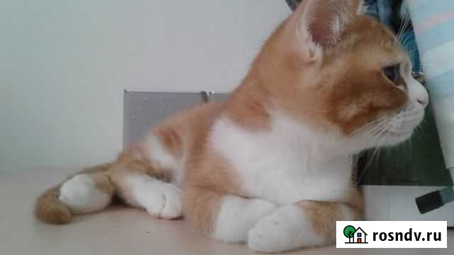 Кошки в добрые руки Тюмень - изображение 1