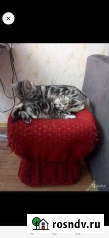 Шотландские комочки Краснокамск - изображение 1