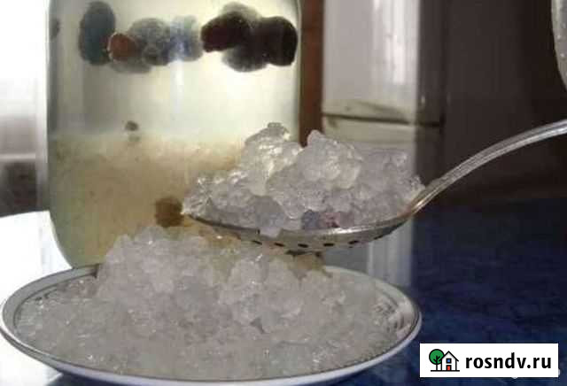 Морской рис (Рисовый Гриб ) Первомайский - изображение 1