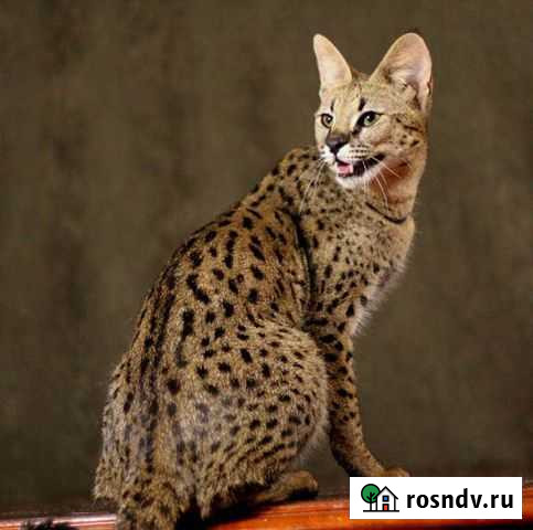 Саванна ф1 Ярославль - изображение 1