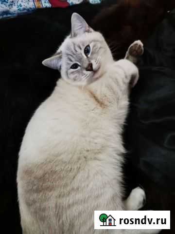 Тайская кошка бесплатно Добринка - изображение 1