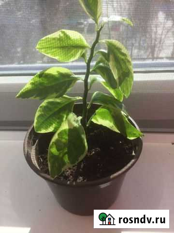 Педилантус Ревда - изображение 1