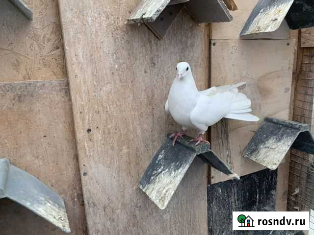 Николаевские голуби Москва - изображение 1