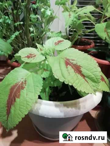 Колеус Новосибирск - изображение 1