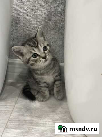 Котята британские Стрежевой - изображение 1