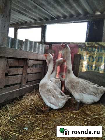 Гуси Чистенькая - изображение 1